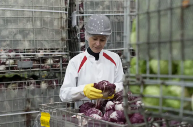 Kolekcja Food Line i Food Safety